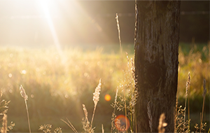 raio de sol na floresta