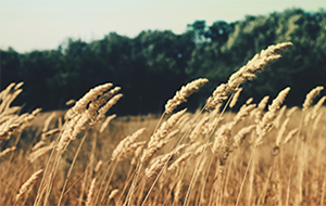 campo de trigo com vento